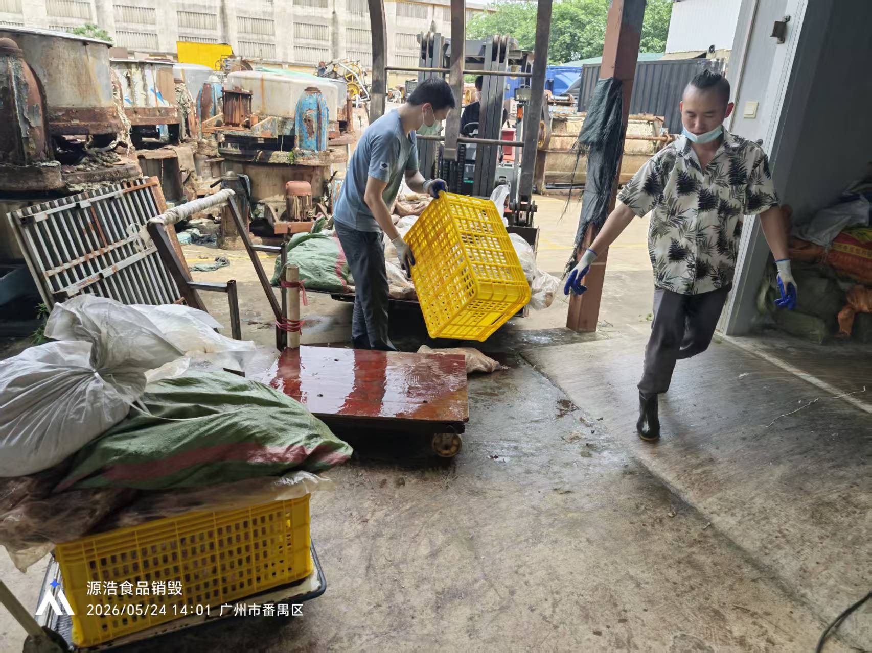 广州天河冻品肉类销毁，变质腐烂猪肉无害化处理